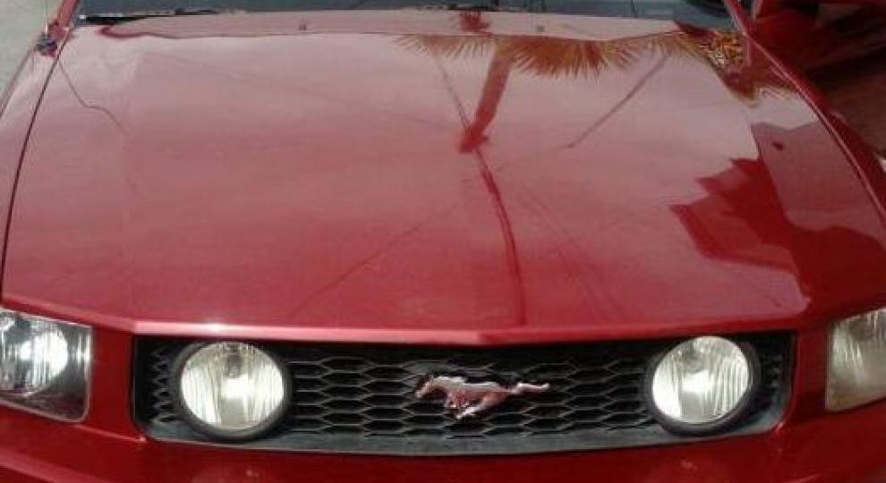 Ford Mustang 2005 Chihuahua